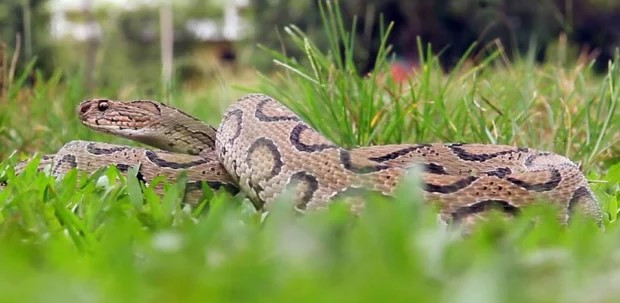 অজু করতে গিয়ে সাপের কামড়ে প্রা-ণ গেলো গৃহবধূর